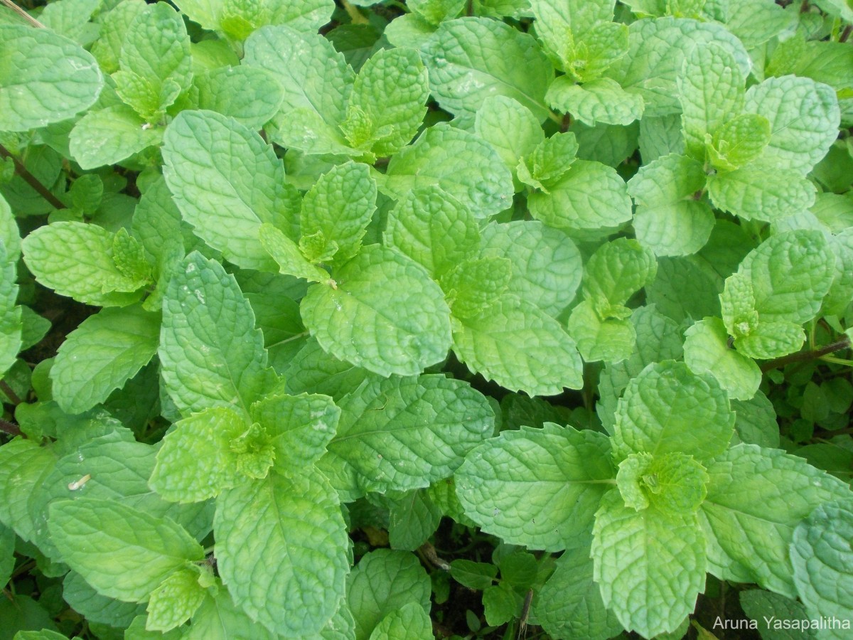 Mentha sp.